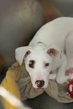 Dogs at the Humane Society