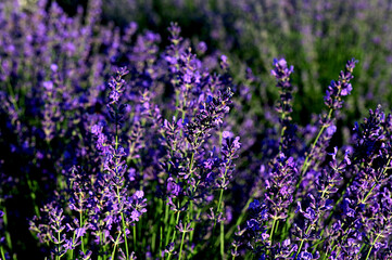 Obraz premium Purple Lavender Flowers Against Blurred Meadow Background