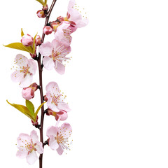 Naklejka premium Delicate Pink Blossoms on a Branch Against White Background