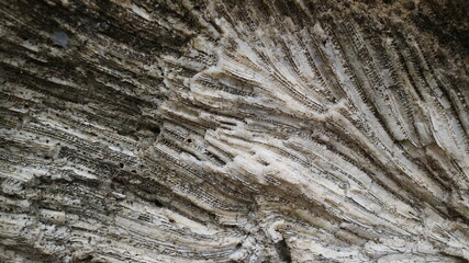 Stunning Natural Pattern of Fossilized Dead Coral Reefs Texture Close-Up