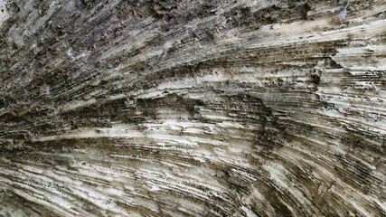 Stunning Natural Pattern of Fossilized Dead Coral Reefs Texture Close-Up