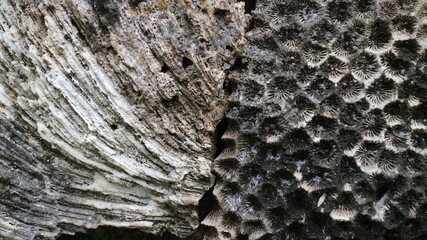 Stunning Natural Pattern of Fossilized Dead Coral Reefs Texture Close-Up