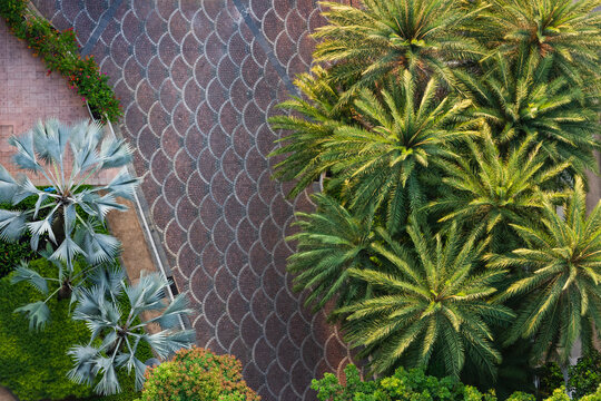 Aerial View of Tropical Palm Tree Lined Walkway