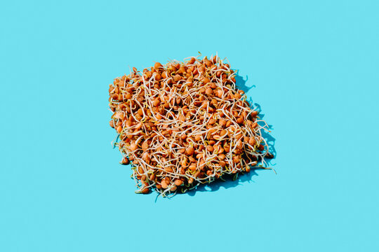 lentil sprouts arranged as a square-shaped mass