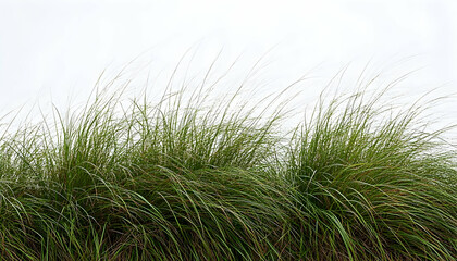 Fototapeta premium Lush green grass blowing gently in the wind against a bright white sky. Ideal for nature, environmental, and design projects.