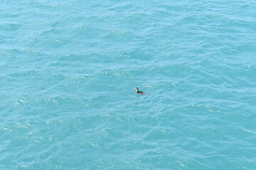 seabird swimming in the sea