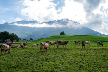 Naklejka premium Cow on a summer pasture. Herd of cows grazing in Alps. Holstein cows, Jersey, Angus, Hereford, Charolais, Limousin, Simmental, Guernsey, Ayrshire, Brahman Cattle breeds. Cow in a field. Dairy cow.
