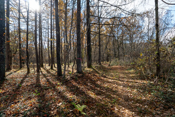 Obraz premium Historic old road “Salt Road” which is also a long distance hiking course and its surroundings