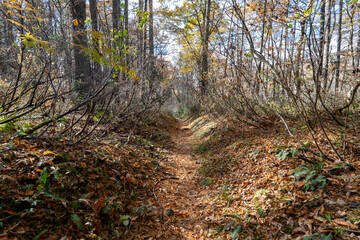 Historic old road “Salt Road” which is also a long distance hiking course and its surroundings