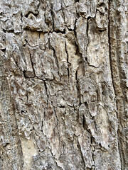 Close-up of tree bark texture