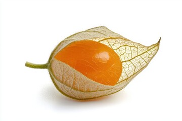 Close up of a bright physalis fruit in papery husk against plain white offering visual appeal fresh exotic