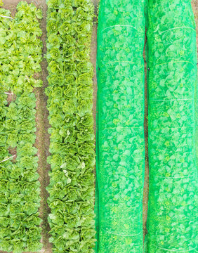 Fresh Lettuce Rows with Protective Green Shade Netting in Farm F