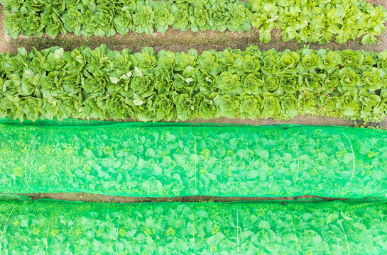 Fresh Lettuce Rows with Protective Green Shade Netting in Farm F