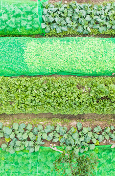 Vibrant Green Vegetable Crops with Protective Netting in Rows