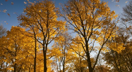 Fototapeta premium Autumn forest, towering maple trees, golden foliage, blue sky, sunlight filtering through branches, low angle view, vibrant fall colors, tree canopy, nature photography, crisp autumn day, leafy treeto