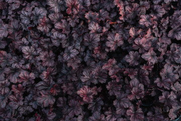 Dark Heuchera Leaves Texture Close