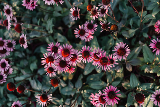 Lush Floral Arrangement Below