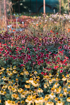 Colorful Flower Garden Scene 2023