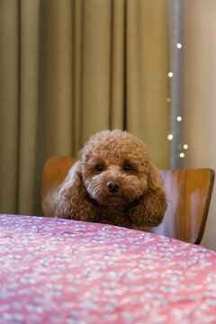 Dog eagerly watches from the table 