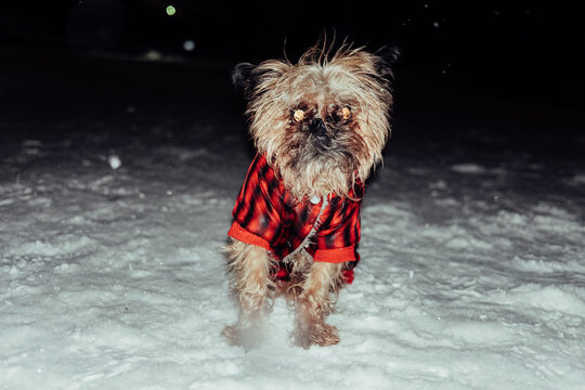 Small dog wearing a red flannel outfit in snowy landscape