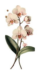 Fototapeta premium illustration of Phalaenopsis orchid isolated on a transparent background