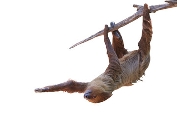 Cute two-toed sloth hanging on tree branch isolated on transparent background png file © Passakorn