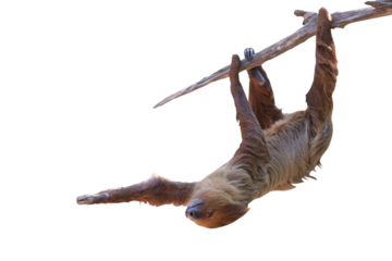 Cute two-toed sloth hanging on tree branch isolated on transparent background png file