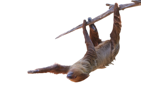 Cute two-toed sloth hanging on tree branch isolated on transparent background png file