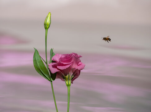 Bee flying to pink Lisianthus flower 