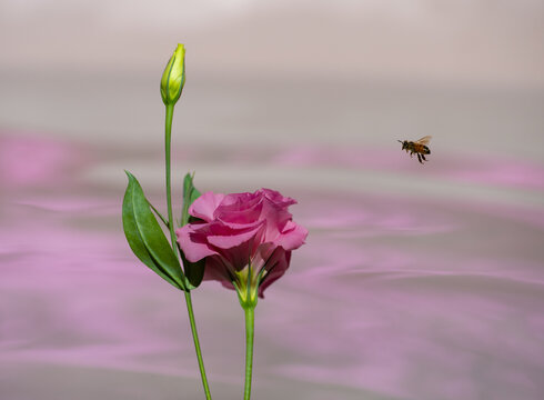 Honey bee flying to pink flower over  water