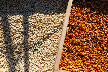 Various stages of coffee processing are displayed in wooden trays under the sun. The image...