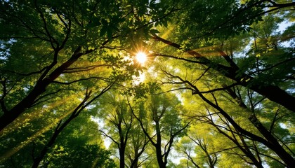 Obraz premium Sun Shining Through Green Leaves and Tree Branches Upward View Nature Background