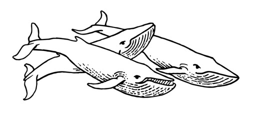 Humpback Whales, Retro Vector Illustration