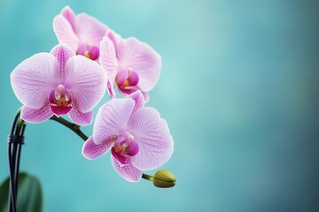 Obraz premium pink orchid on a blue background