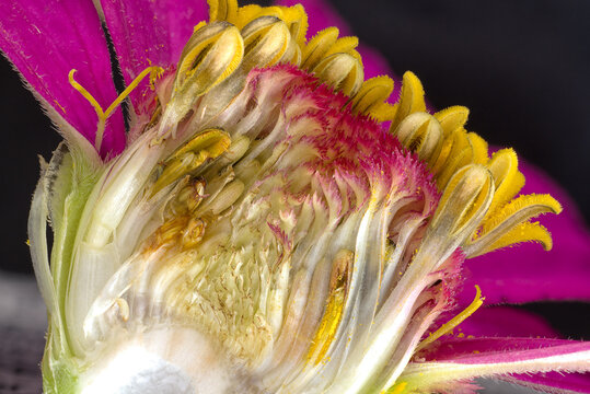 closeup cross-section wild teasel (Dipsacus sp.) flower Indiana 