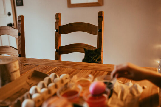 Black Cat and Easter Eggs