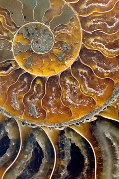 Closeup macro fossil ammonite Cleoniceras Madagascar ~110 mya