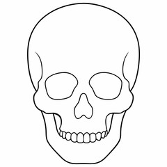 Continuous one line drawing of human skull vector
Line Art Illustration