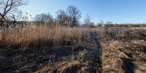 Spring walk through the forest, beautiful panorama.