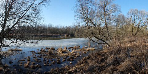 Spring walk through the forest, beautiful panorama.