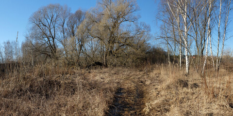 Spring walk through the forest, beautiful panorama.