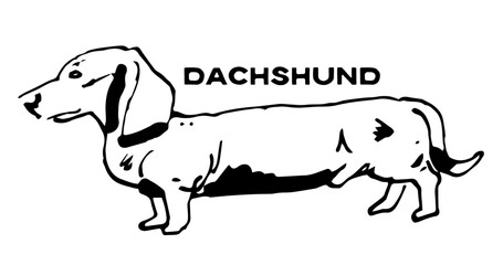 Dachshund Weiner Dog, Retro Vector Illustration