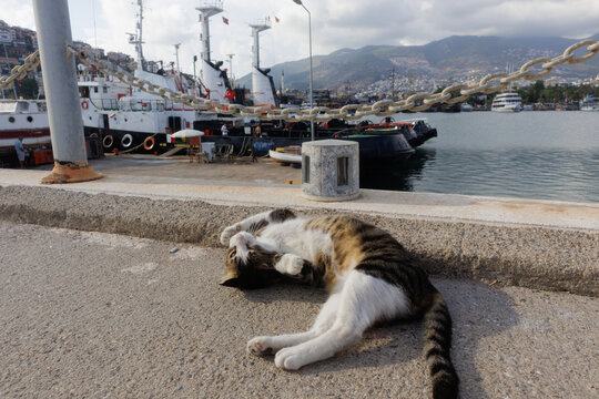 cat lies on the pier in the port