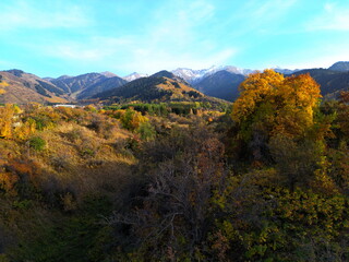 A mountainous area with various trees and fir trees. Akbulak Gorge. Autumn. Yellow leaves.