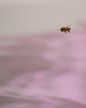 Bee in flight, pink and grey backdrop