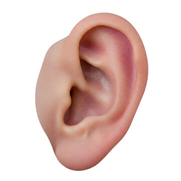 close up of a human ear PNG transparent