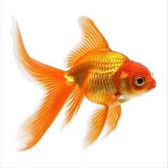 Goldfish isolate on white background