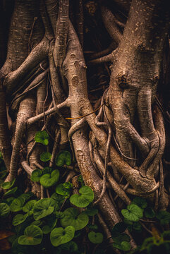 contorted tree branches wrapped around themselves with vines 