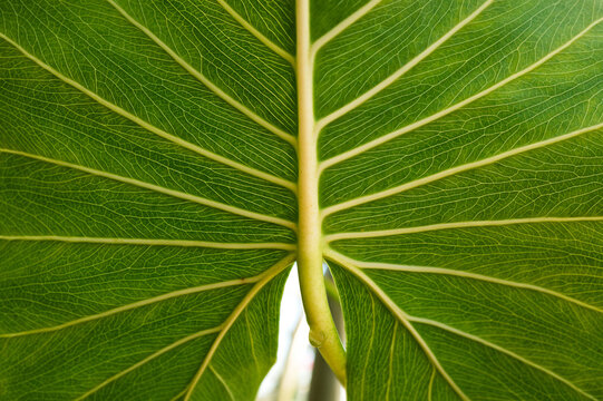 Vibrant green leaf with vein patterns