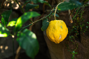 Yellow citrus fruit on tree branch